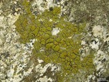 Candelariella vitellina image