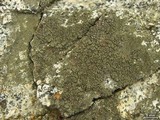 Aspicilia fumosa image
