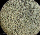 Aspicilia fumosa image