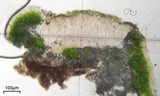 Aspicilia fumosa image