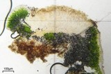 Aspicilia fumosa image