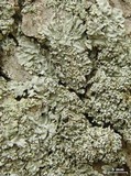 Physconia americana image