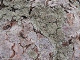Physconia perisidiosa image