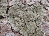 Physconia perisidiosa image