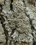 Physconia americana image