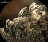 Physconia enteroxantha image