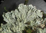 Physconia enteroxantha image