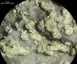 Physconia enteroxantha image