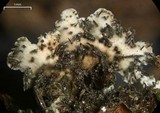 Physconia enteroxantha image