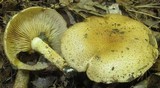 Pholiota angustipes image