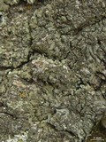 Phaeophyscia orbicularis image