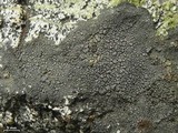 Aspicilia confusa image