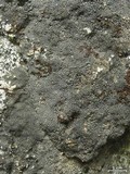 Aspicilia confusa image