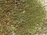 Melanelixia californica image