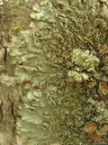 Melanelixia californica image