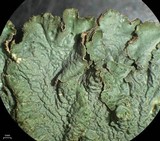 Melanelixia californica image