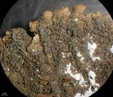 Melanelixia californica image