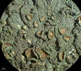 Melanelixia californica image