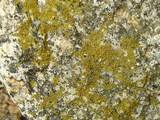 Candelariella vitellina image