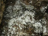 Rhymbocarpus neglectus image