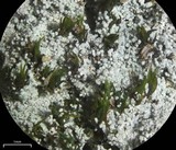 Rhymbocarpus neglectus image