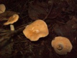 Hydnum umbilicatum image