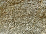Aspicilia confusa image