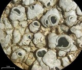 Aspicilia confusa image
