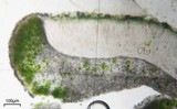 Aspicilia confusa image