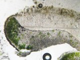 Aspicilia confusa image