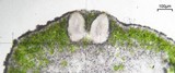 Aspicilia confusa image