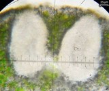 Aspicilia confusa image