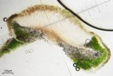 Aspicilia cyanescens image