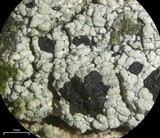 Buellia penichra image