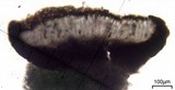 Buellia penichra image