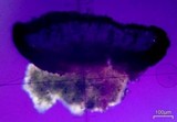 Buellia penichra image