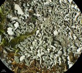 Cladonia pyxidata image