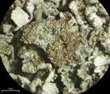 Cladonia pyxidata image