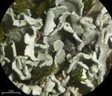 Cladonia pyxidata image