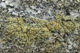 Lecanora stenotropa image