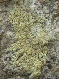 Lecanora stenotropa image
