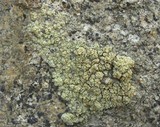 Lecanora stenotropa image