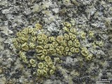 Lecanora stenotropa image