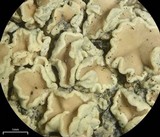Lecanora stenotropa image