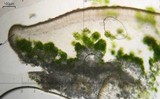Lecanora stenotropa image