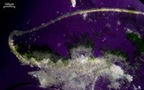Lecanora stenotropa image