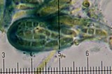 Biatora pallens image