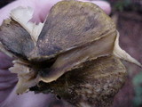 Tricholoma sejunctum image