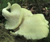 Pleurotus pulmonarius image