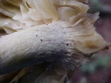 Tricholoma sejunctum image